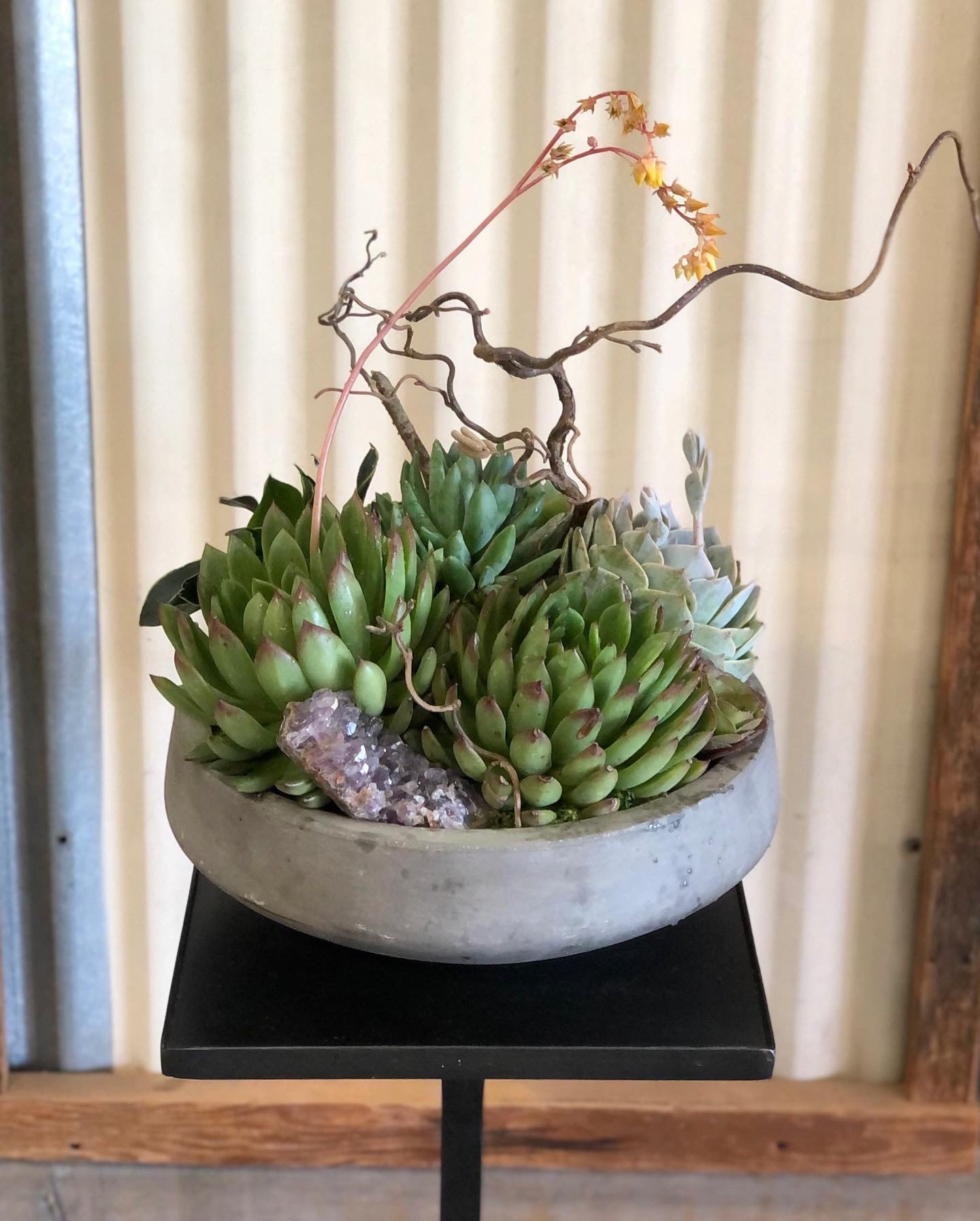 SUCCULENT GARDEN (not available from 12/19-12/26) | Hello Lovers SUCCULENT GARDEN (not available from 12/19-12/26) | Hello Lovers